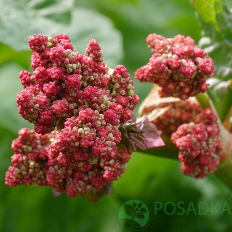 картинка Ревень семена (0.5гр) 