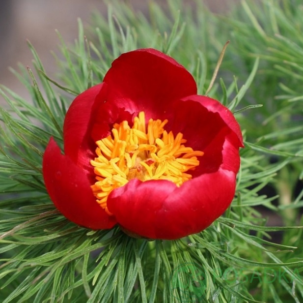 картинка Пион тонколистный 