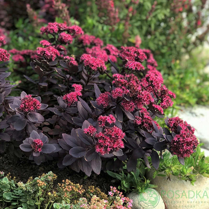 картинка Очиток (седум) Санспаркл Плам Дезелд (Sunsparkler Plum Dazzled) 