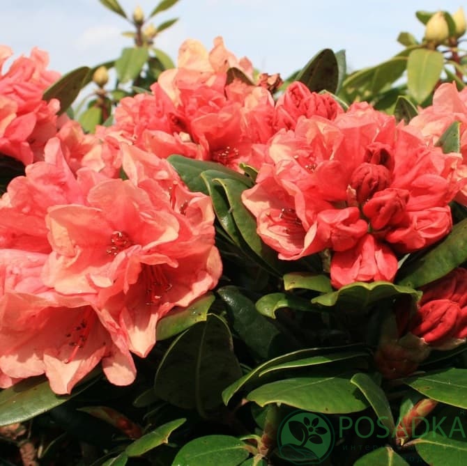 картинка Рододендрон гибридный Амаретто 