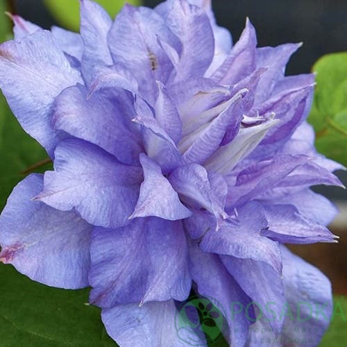 картинка Клематис Blue Explosion 