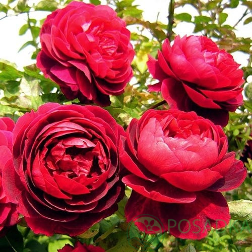 картинка Роза кустовая Morsdag Red 