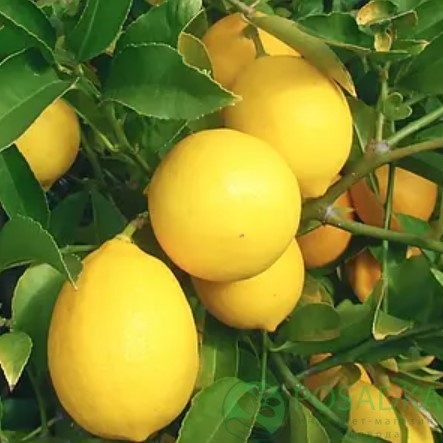 картинка Лимон Дженоа 