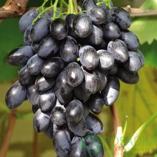 картинка Виноград Блек Гранд 