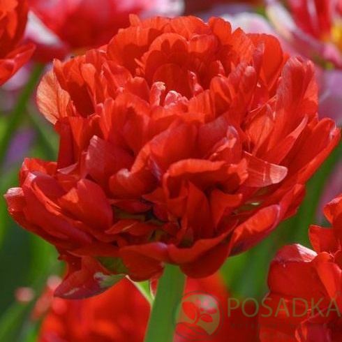 картинка Тюльпан Bombastic Red (3 шт) р9 картинка Тюльпан Bombastic Red (3 шт) р9