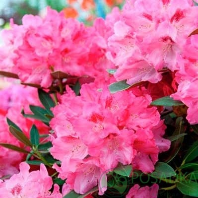 картинка Рододендрон якушиманский Sneezy 