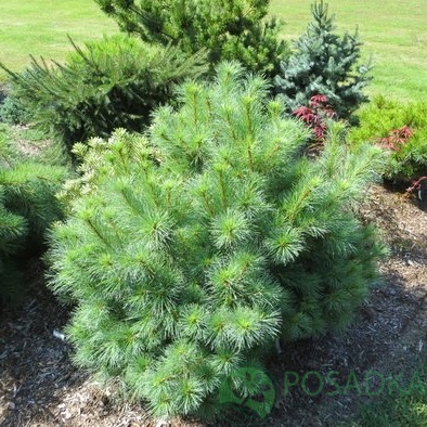 картинка Сосна веймутова Connecticut Slate 