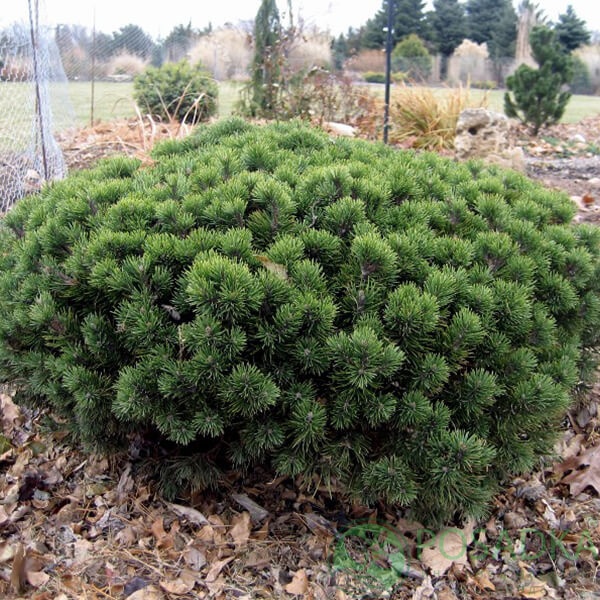 картинка Сосна горная Mini Mops C3 