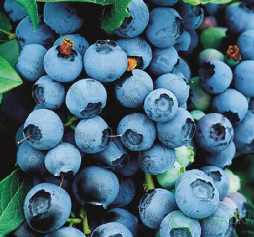 картинка Голубика 3 летняя Эллиот (контейнер С2) 