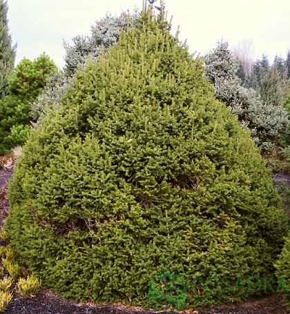 картинка Ель обыкновенная Ремонти 25л 