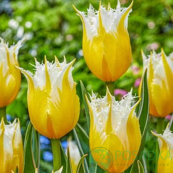 картинка Тюльпан Lemon Beauty (3 шт) р9 картинка Тюльпан Lemon Beauty (3 шт) р9