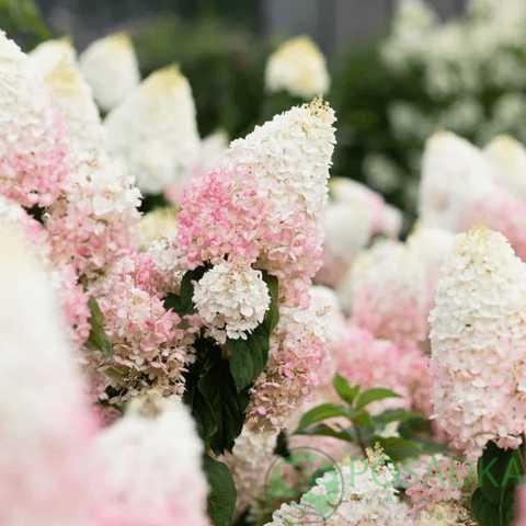 картинка Гортензия метельчатая Living Strawberry Blossom 