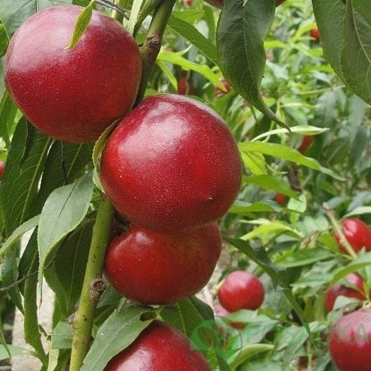 картинка Нектарин Никитский 85 