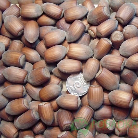 картинка Фундук Грандиозный  картинка Фундук Грандиозный