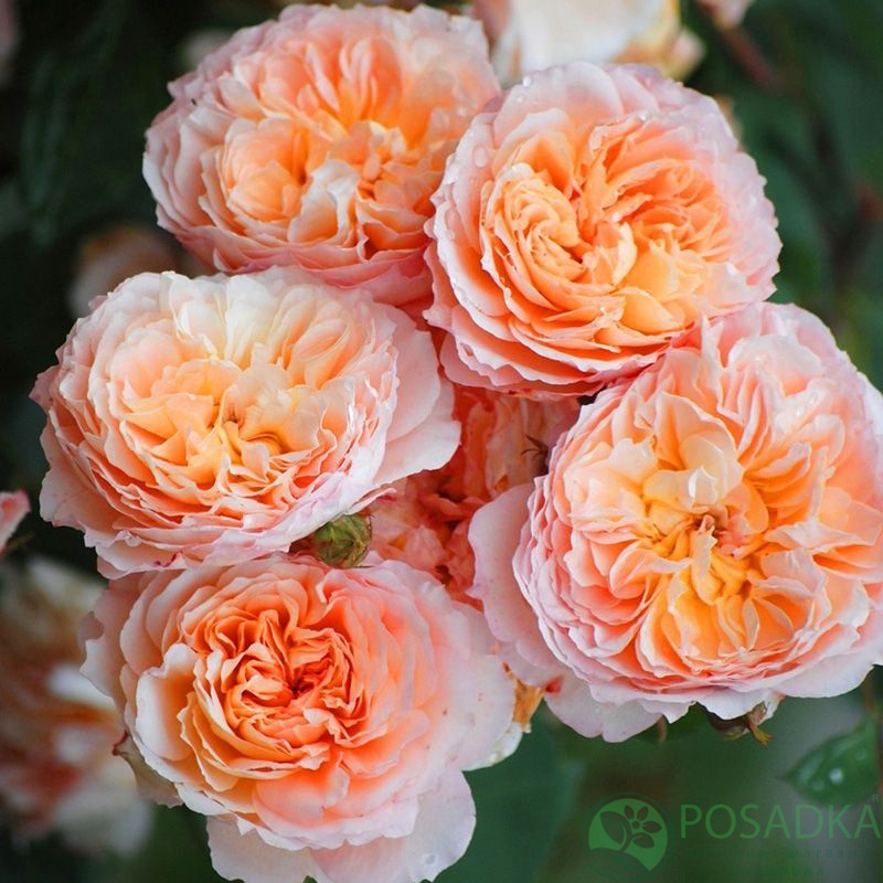 картинка Роза английская Андре Тюрка (Andre Turcat) 