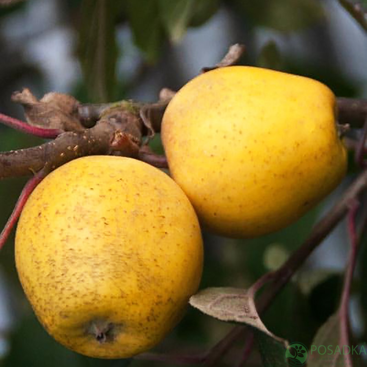 картинка Яблоня Питмастон (мускатно-ореховый вкус) 