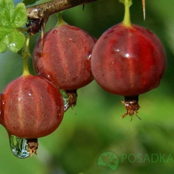 картинка Крыжовник Карпаты 