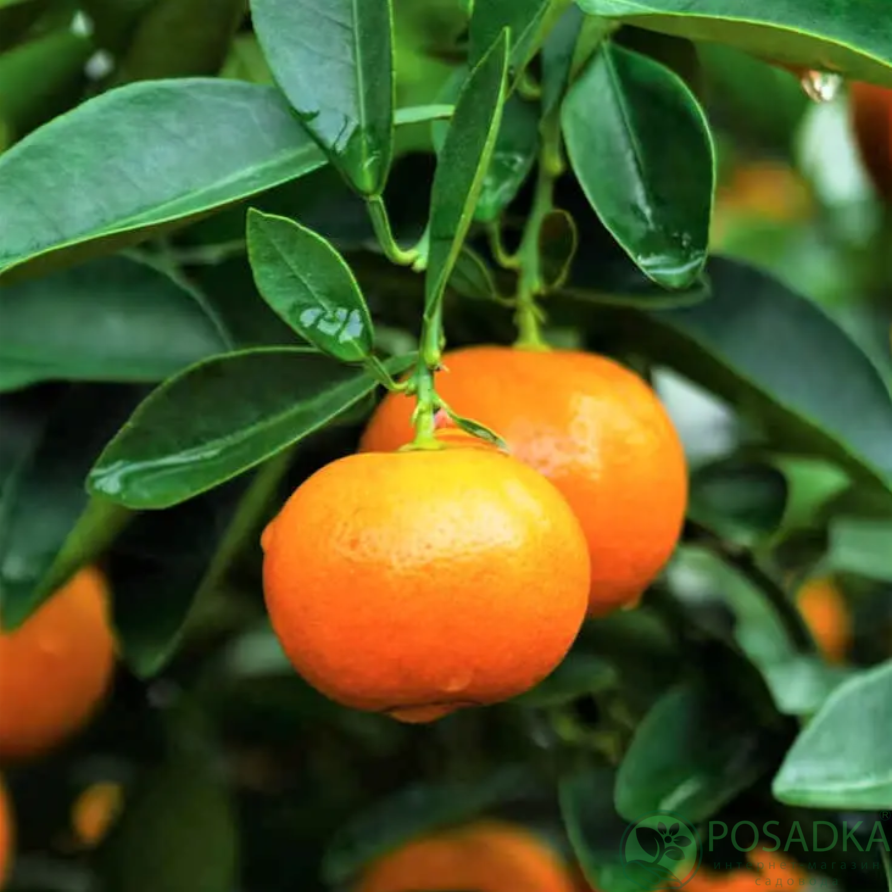 картинка Мандарин Кишу Микан (контейнер Р14) 