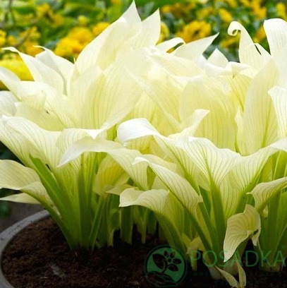 картинка Хоста White Feather 