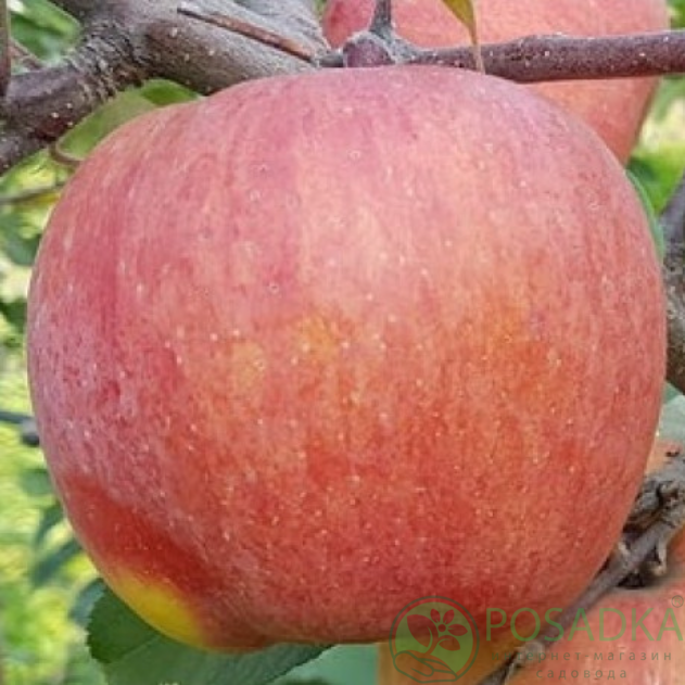 картинка Яблоня Ятака 