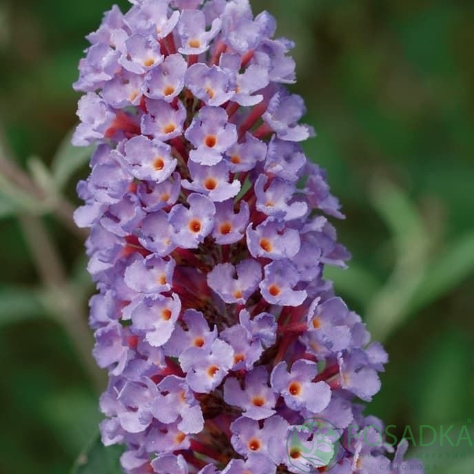 картинка Буддлея Давида Петит Лавендер (Petite Lavender) 