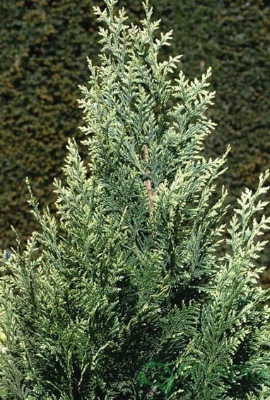 картинка Кипарисовик Лавсона White Spot 