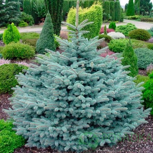 картинка Ель обыкновенная Вуйк 45 л. 