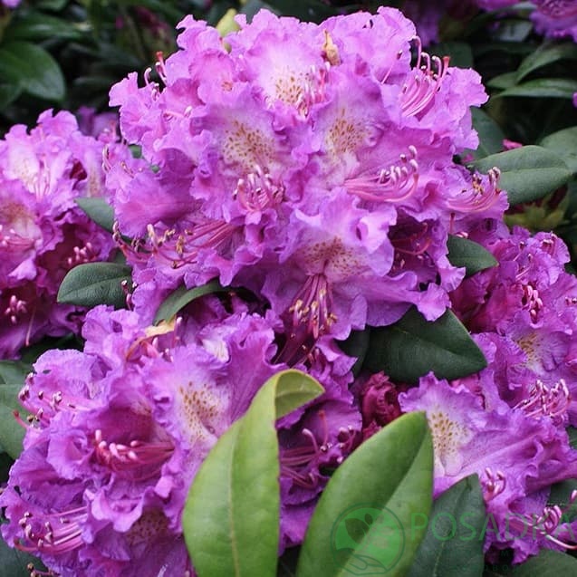 картинка Рододендрон гибридный Альфред (Alfred) 