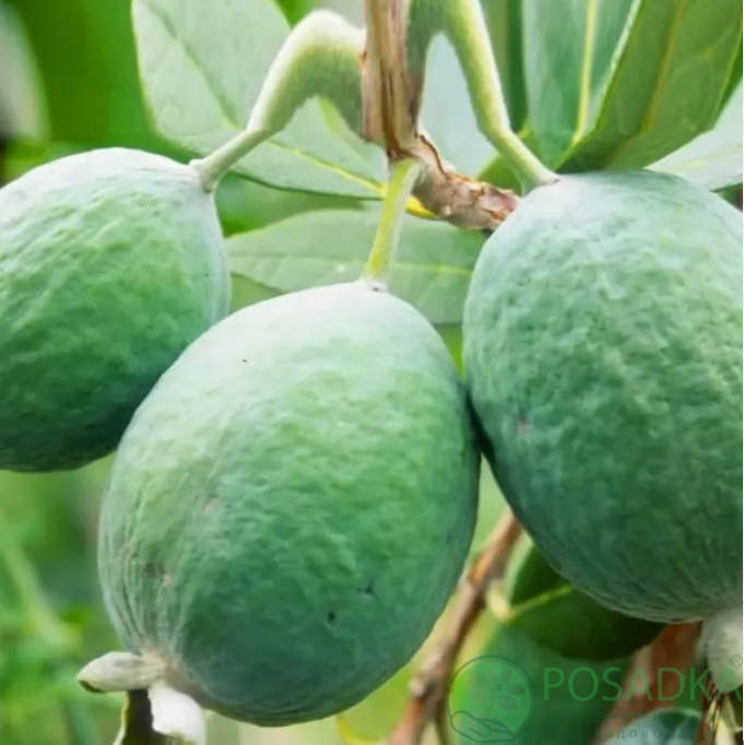 картинка Фейхоа Король Жоан 