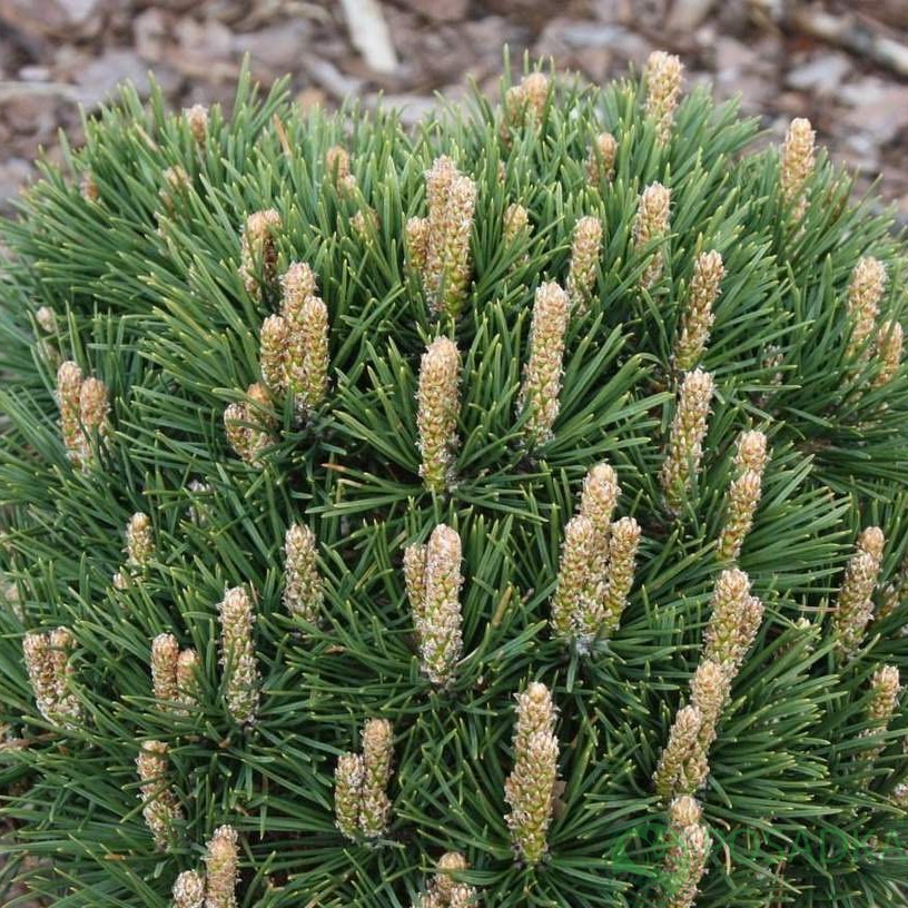 картинка Сосна горная Dom 