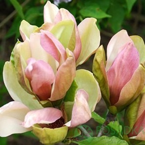 картинка Магнолия бруклинская Woodsman 7.5л 