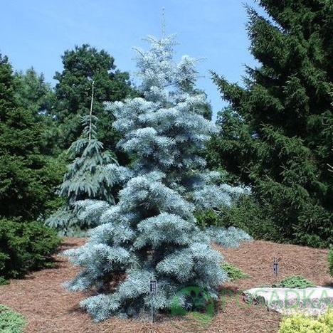 картинка Пихта concolor Silver Blue 1л 