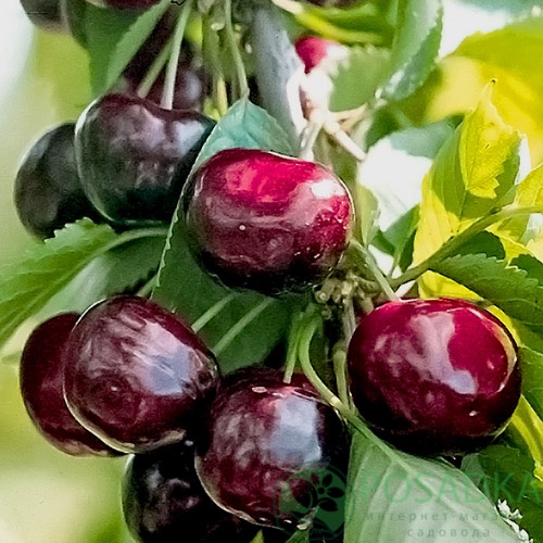 картинка Черешня Роял Хелен 