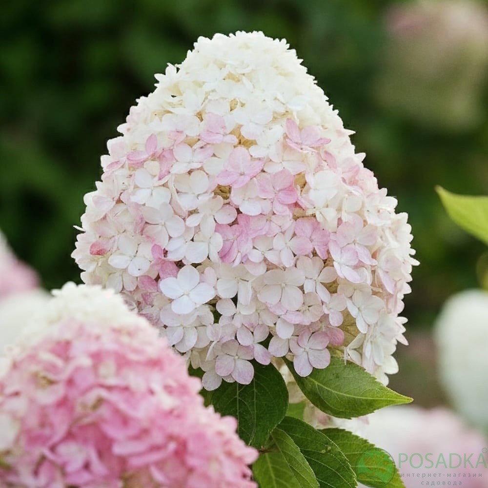 картинка Гортензия на штамбе Pink & Rose 