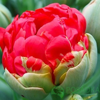 картинка Тюльпан Bombastic Red (3 шт) р9 картинка Тюльпан Bombastic Red (3 шт) р9