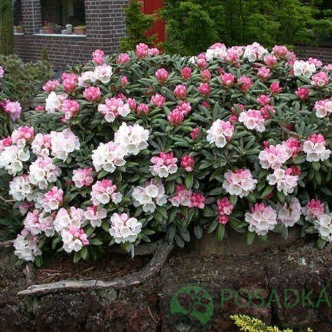 картинка Рододендрон гибридный Haniа 