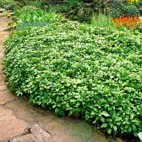 картинка Пахизандра верхушечная 