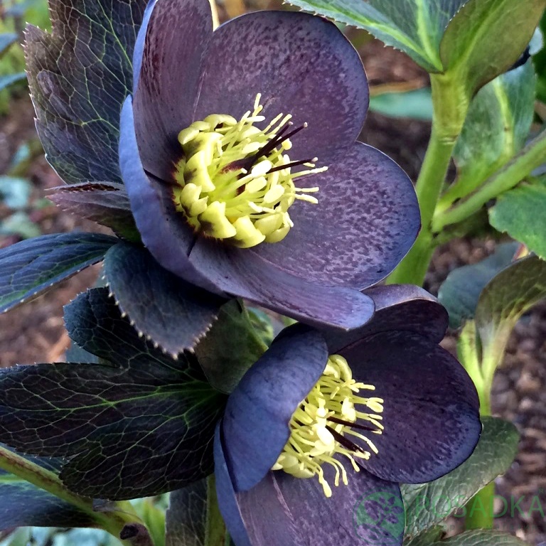 картинка Морозник Anemone slaty blue 