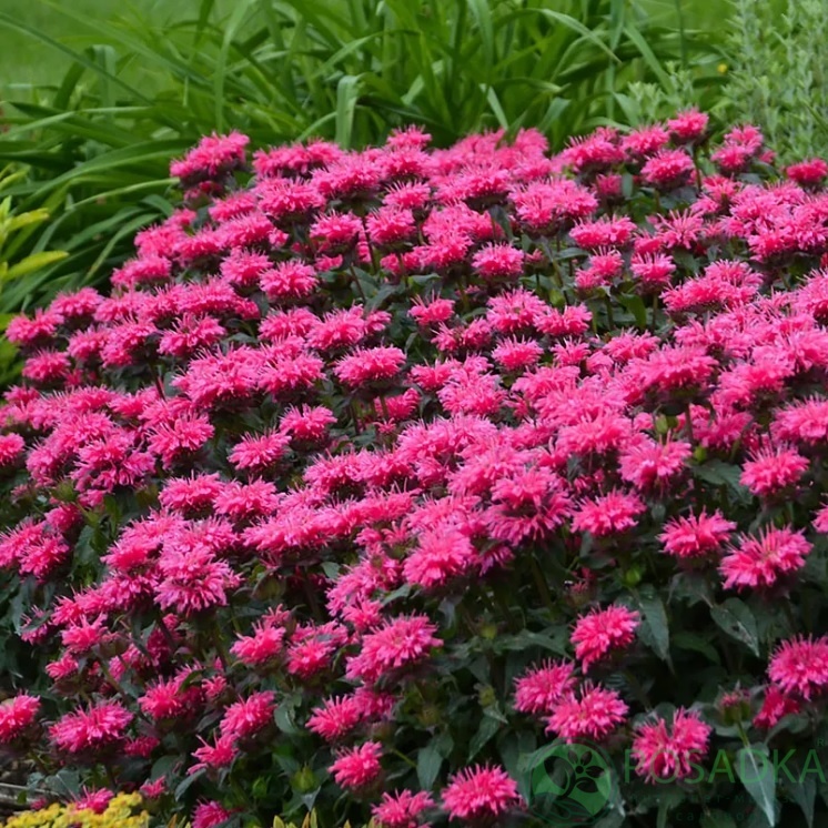 картинка Монарда гибридная Blast Beebalm 