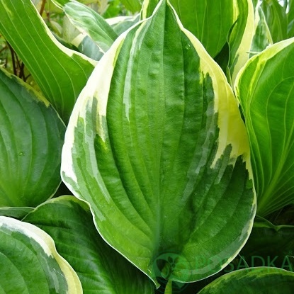 картинка Хоста Форчуна Ауреомаргината 