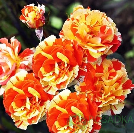 картинка Роза чайно-гибридная Оранж энд Лемон 