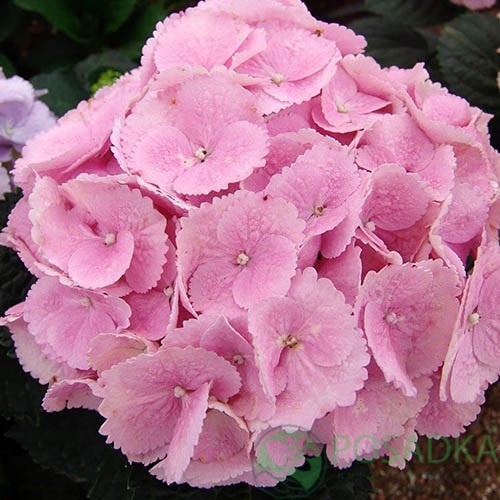 картинка Гортензия крупнолистная Sweet Seduction 