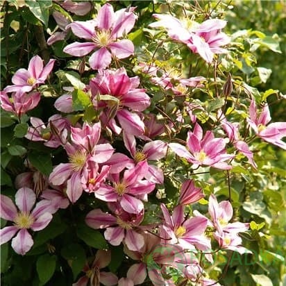 картинка Клематис Nadezhda 