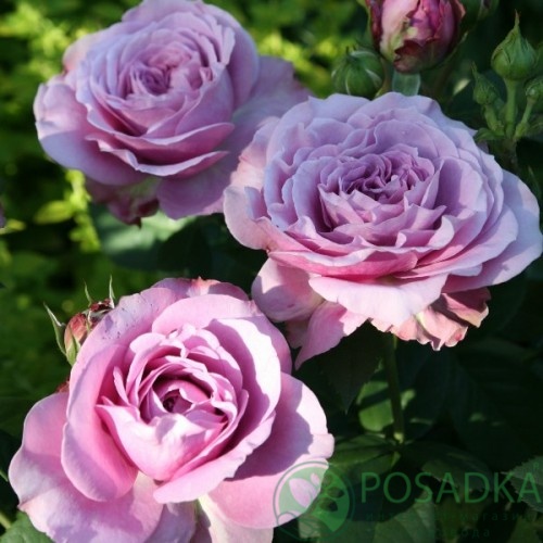 картинка Роза флорибунда Лавендер Айс  картинка Роза флорибунда Лавендер Айс