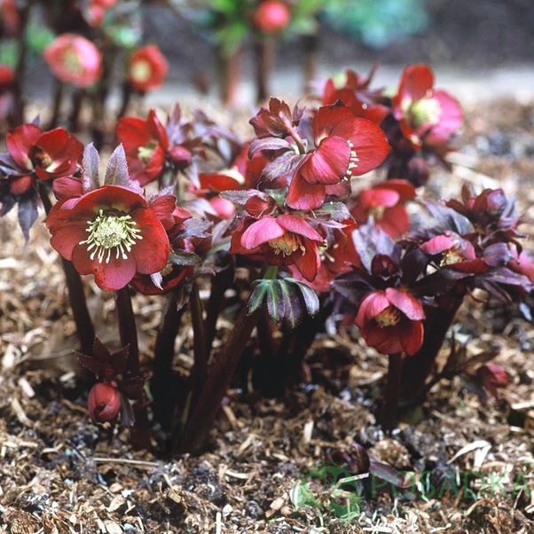 картинка Морозник Red Hybrids 
