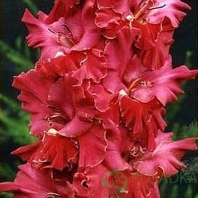 картинка Гладиолус Командор 