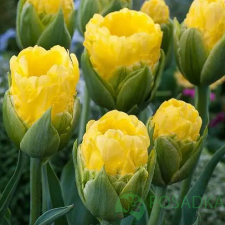 картинка Тюльпан Vanille Coupe 