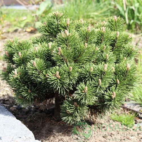 картинка Сосна горная Heideperle 7.5 