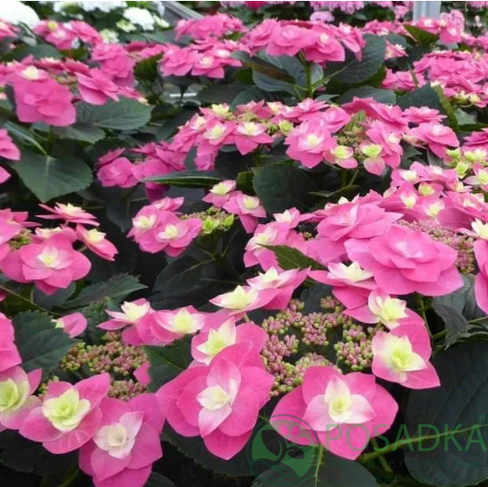 картинка Гортензия крупнолистная Flame Hot Pink (Флейм Хот Пинк) 