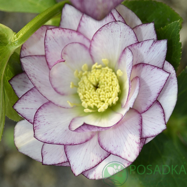 картинка Морозник Double white purple edge 